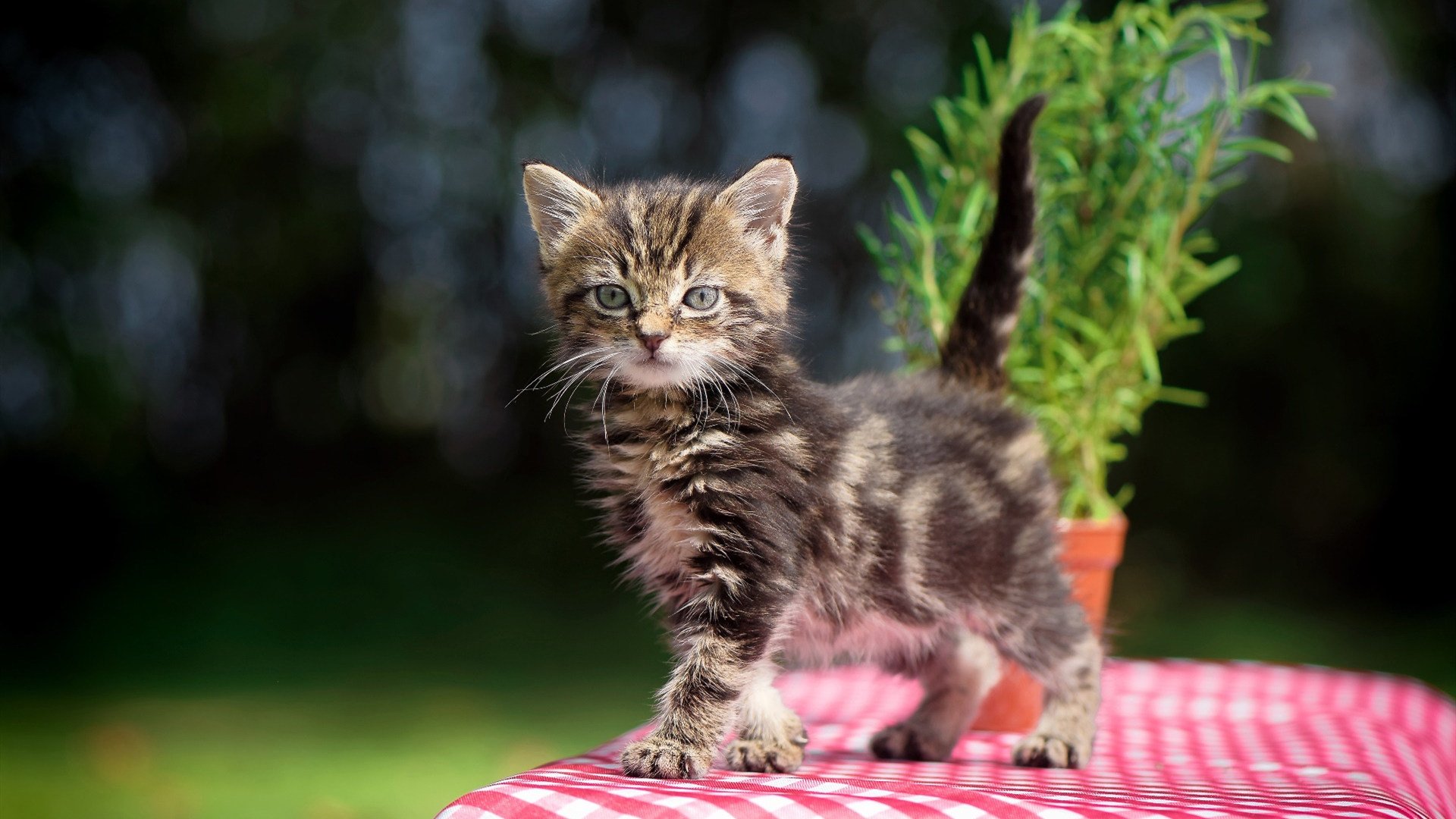 三狮咆哮!英格兰破咒力克毕尔巴鄂,欧冠决赛上演历史性逆袭