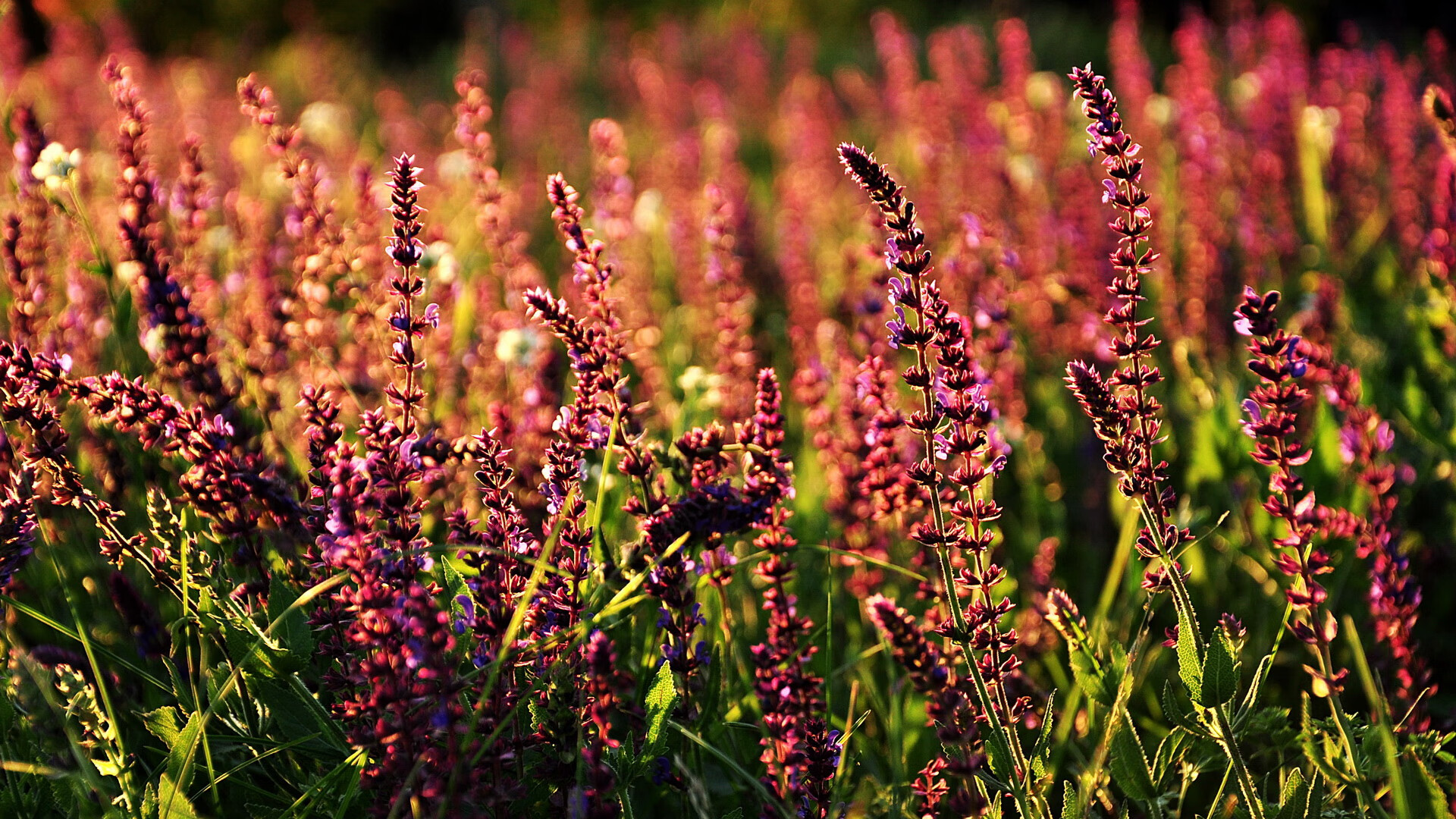 佩德里爆发引燃斗牛士军团,阿尔及利亚力克瑞士展现非洲力量